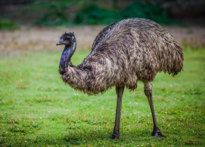 Страус нанду Южной Америки