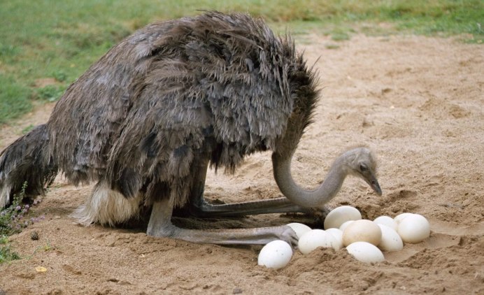 Страус нанду