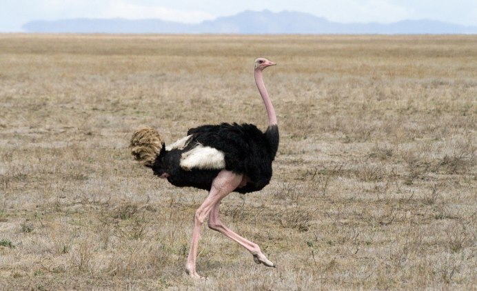 Struthio Camelus самец