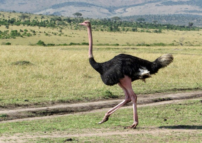 Африканский страус с птенцами