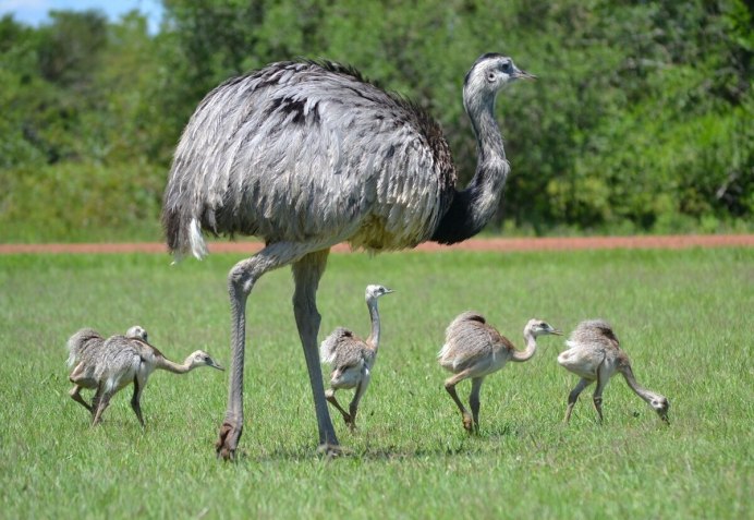 Обыкновенный нанду