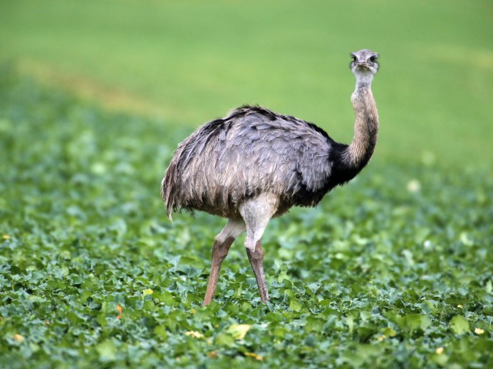Страус нанду
