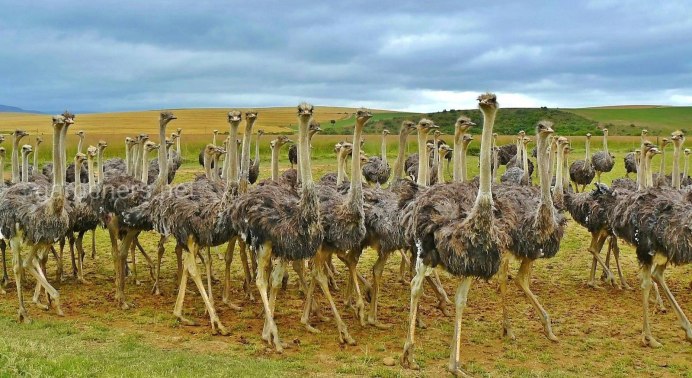Страус нанду