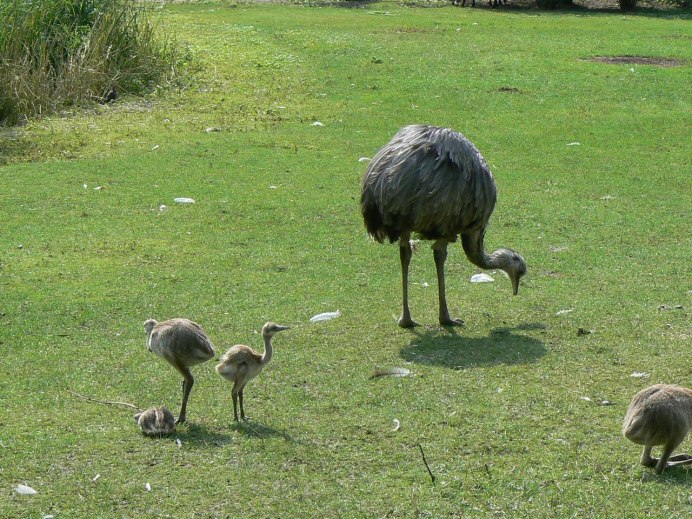 Страус эму и Африканский страус