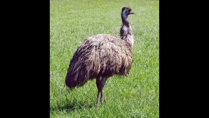 Страус нанду