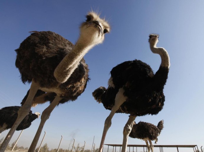 Питание страусов