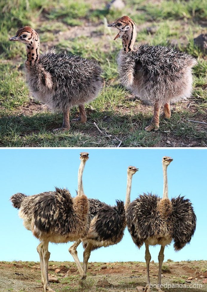 Крылья страусов