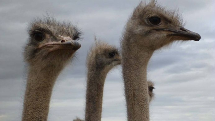 Отряд Страусообразные африканские Страусы