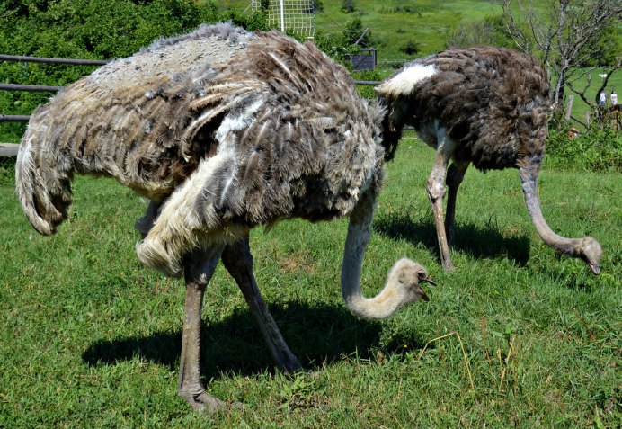 Дикий страус