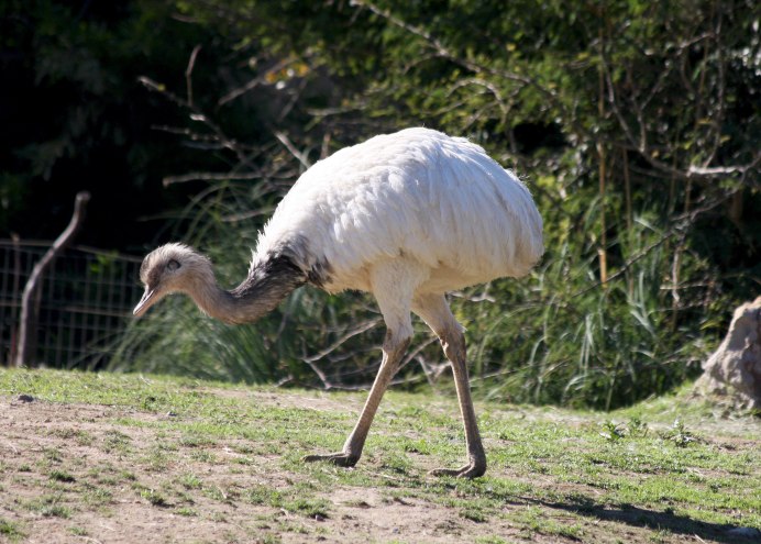 Животные Австралии страус эму