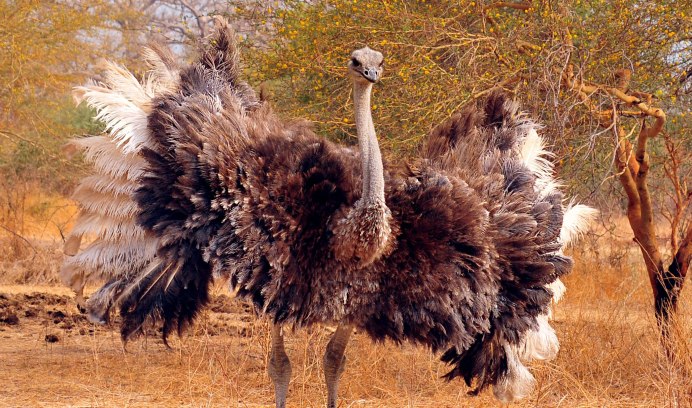 Бескилевые птицы