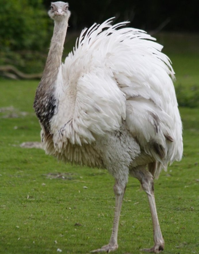 Отряд Страусообразные африканские Страусы