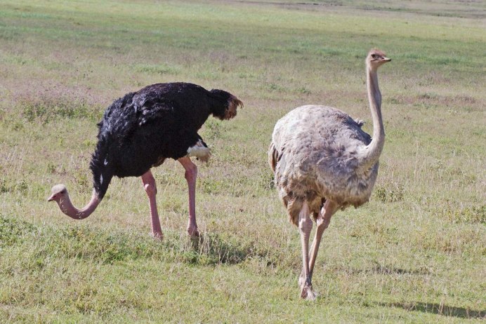 Африканский страус и нанду