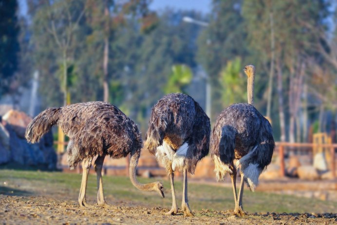 Страусиное ранчо Кейптаун