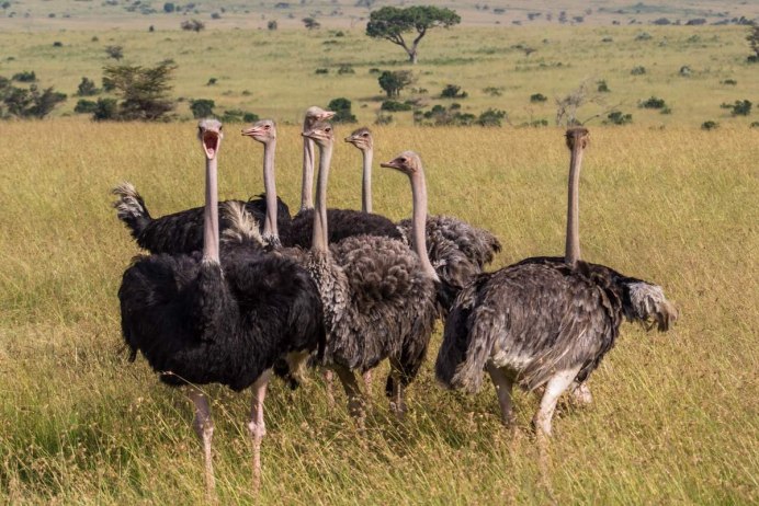 Niklaas Ockers, an Ostrich Jockey. Oudtshoorn, Western Cape