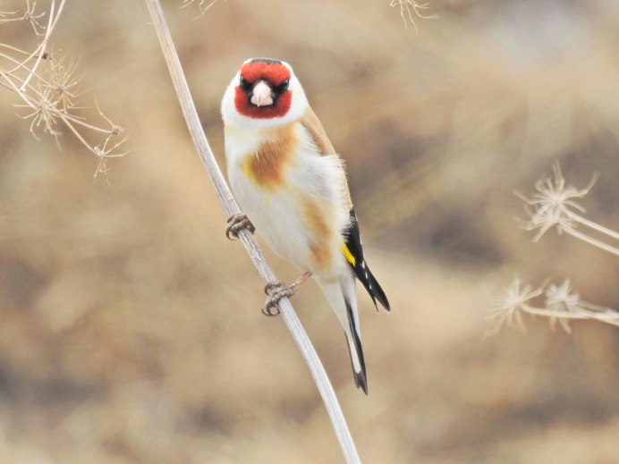 Щегол (Carduelis Carduelis)