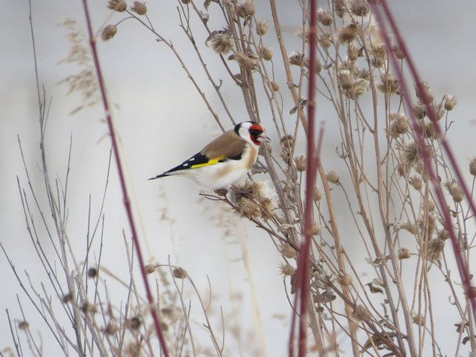 Щегол (Carduelis Carduelis)