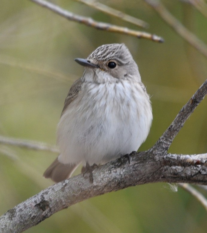 Птица серая с черным