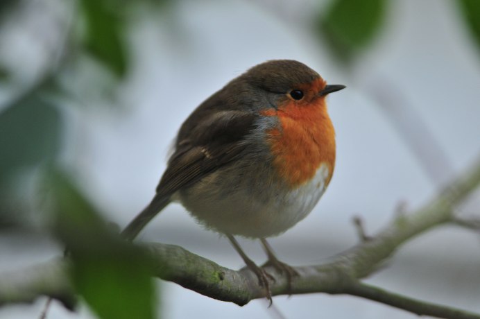 Птичка с коричневой грудкой