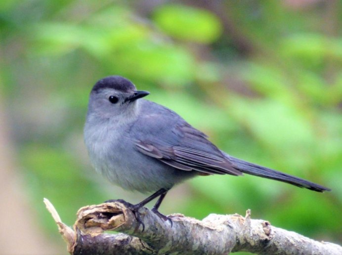 Птица с серой спинкой