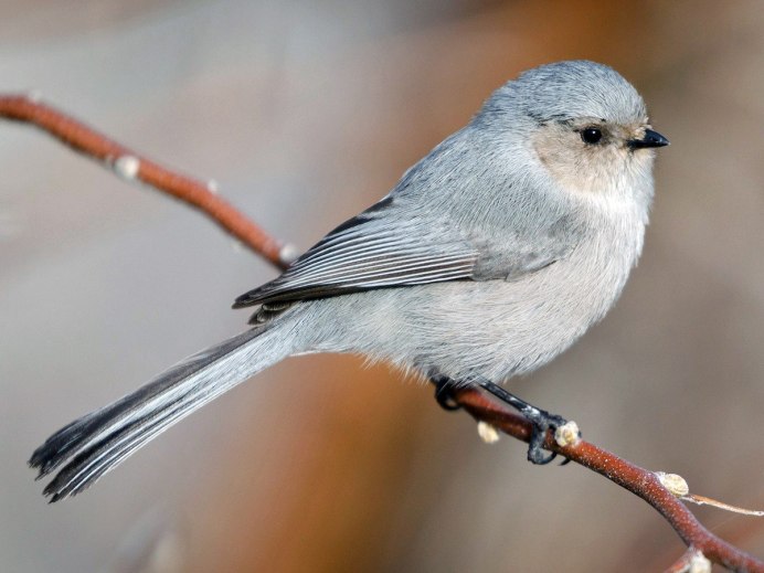 Птица Зарянка Малиновка