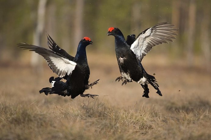 Самка глухаря Капалуха