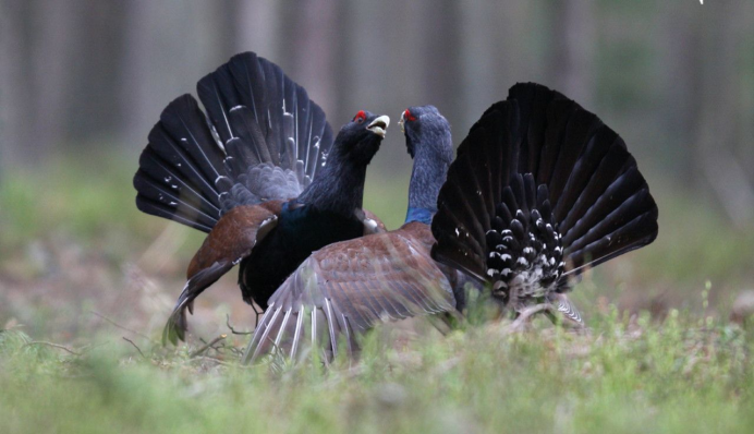 Глухарь птица самка
