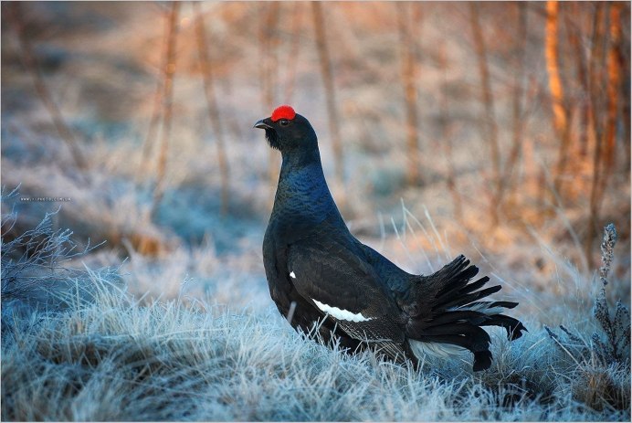 Тетерев пуховой птенец