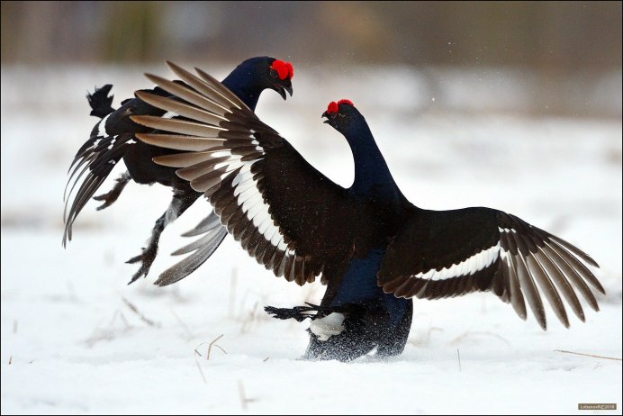 Тетерев-Косач (Lyrurus Tetrix)