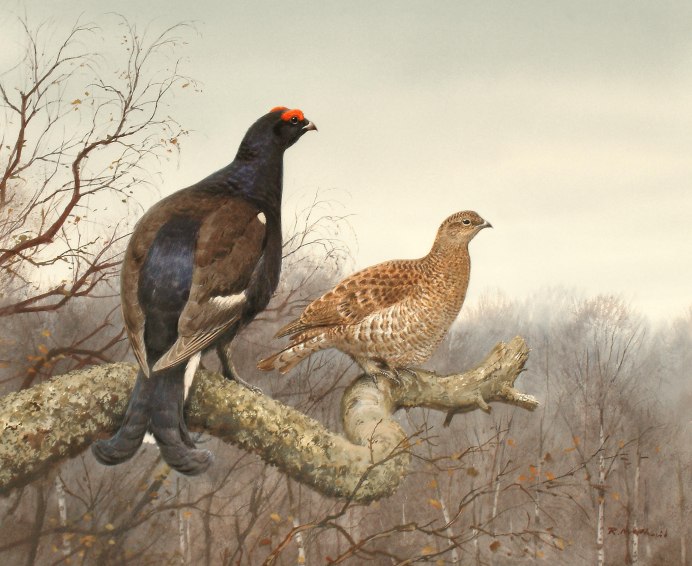 Тетёрка птица