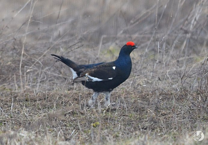 Косач птица самка