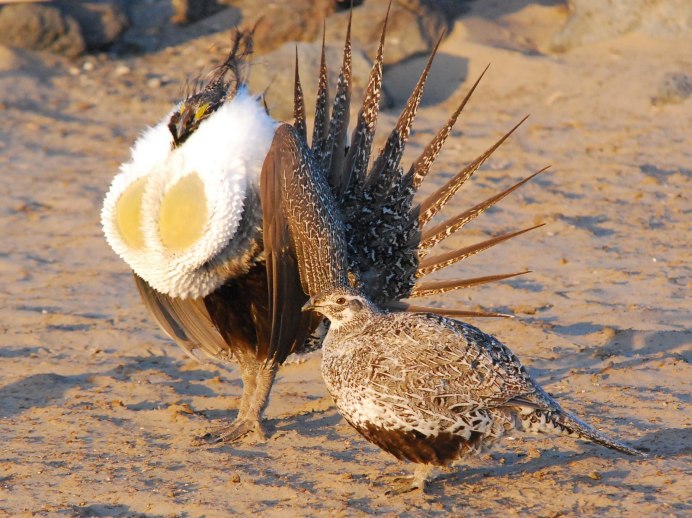 Канадская дикуша птица