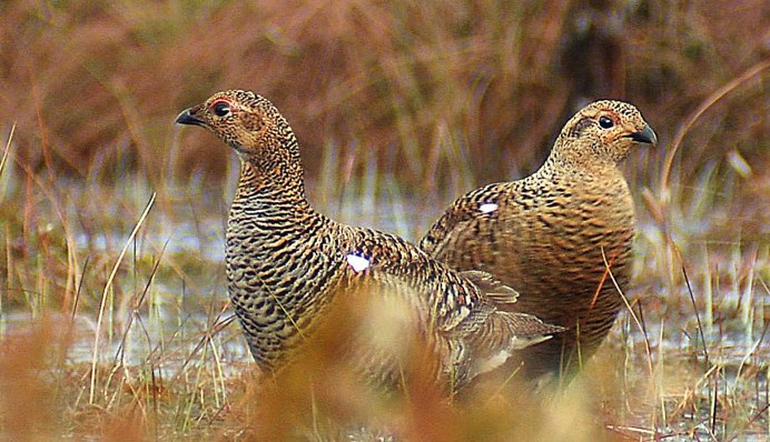 Глухарь Брянский лес