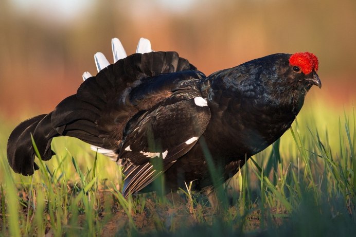 Тетерев-Косач самка и самец