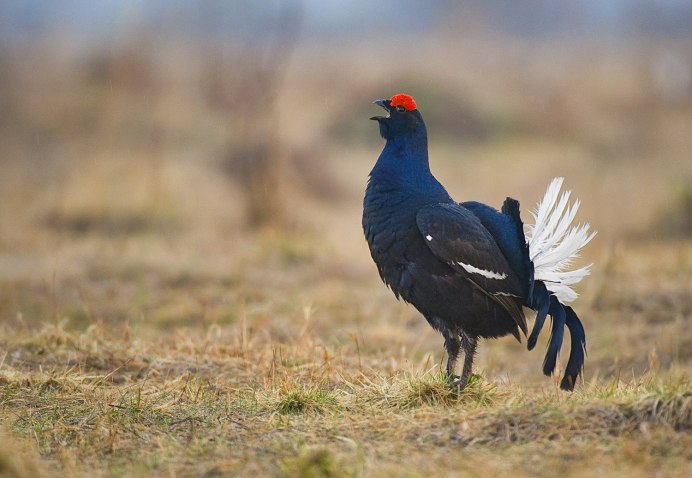 Тетёрка птица самка