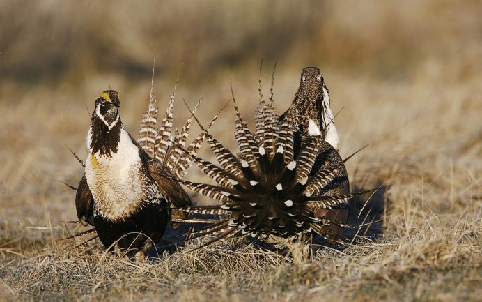 Тетерев в Чувашии