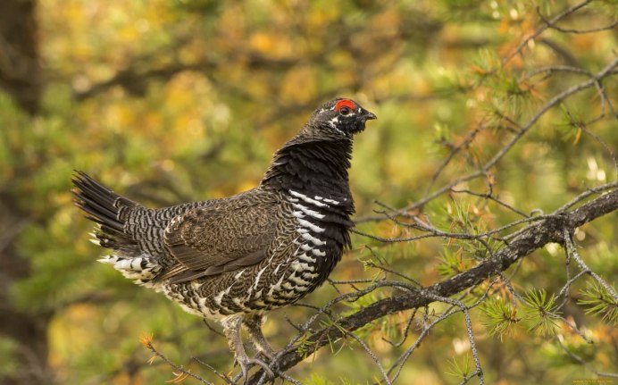 Тетёрка птица