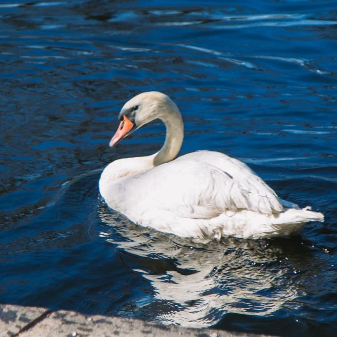 Лебедь шипун