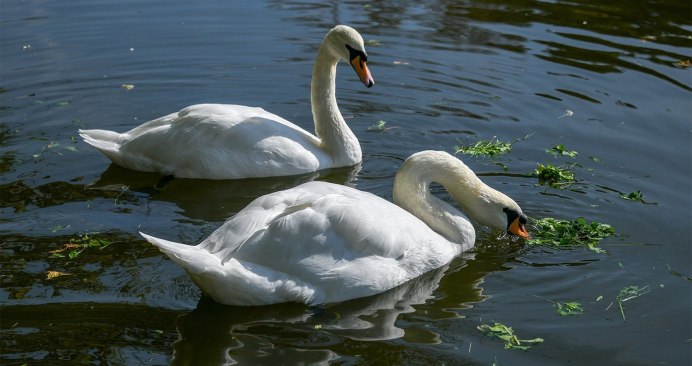 Белый лебедь для детей