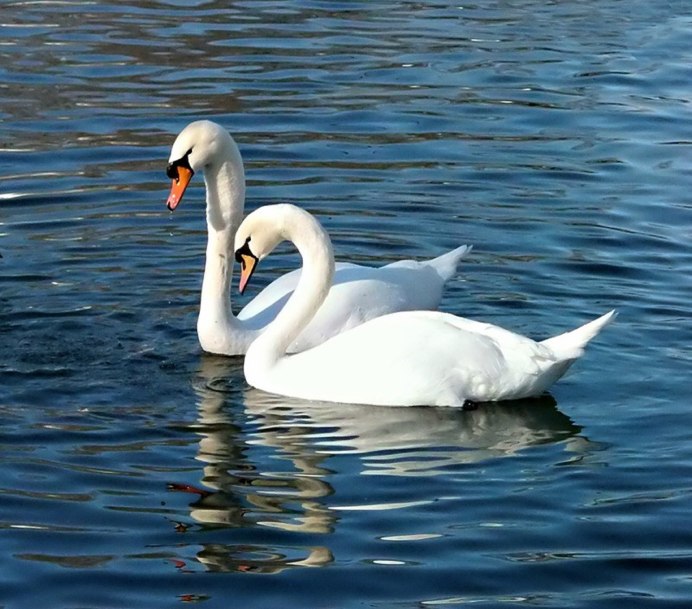 Лебедь утка Гусь