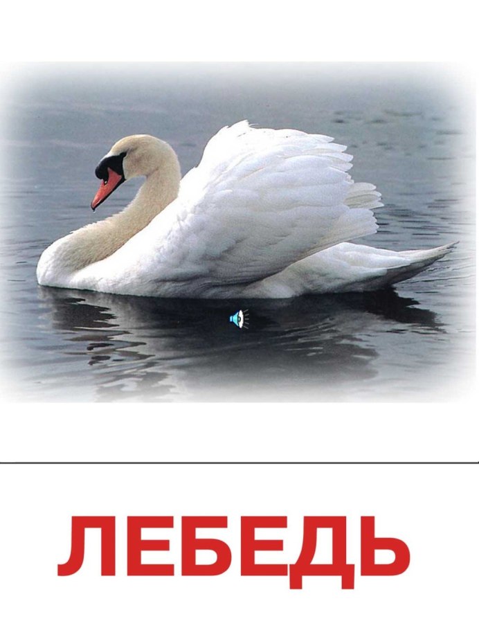 Лебедь плавает