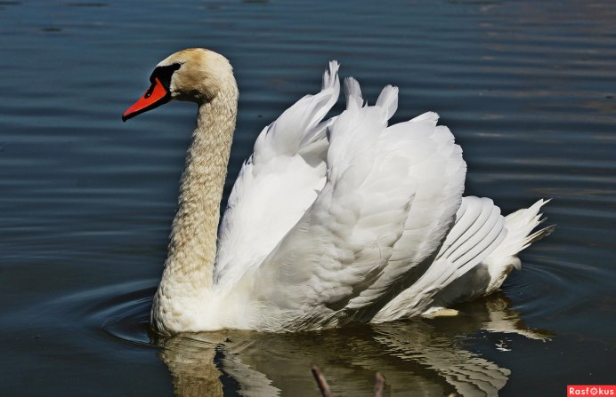 Лебедь шипун с птенцами