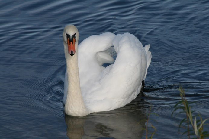 Утки и лебеди