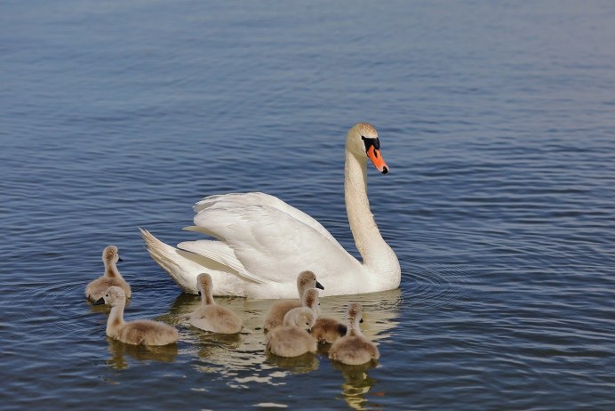 Белый лебедь