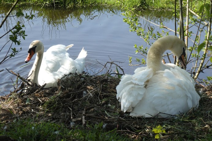 Лебедь шипун серый