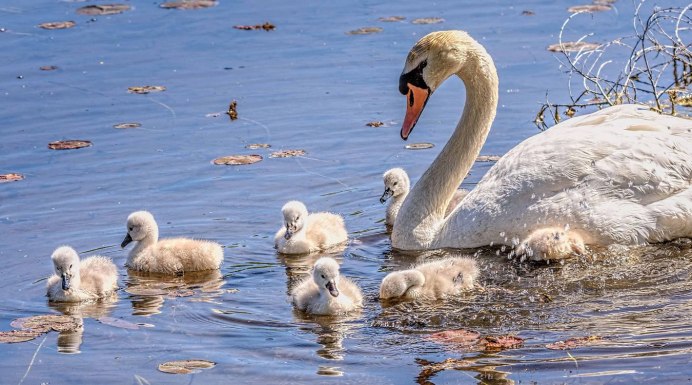 Лебедь шипун самец