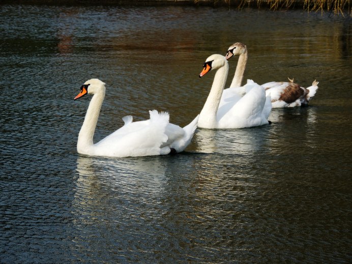 Лебеденок и утенок