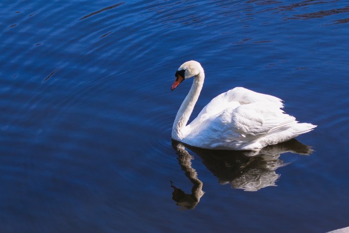 Лебедь фауна