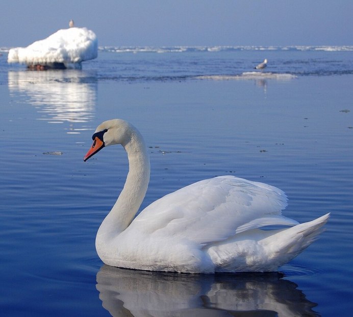 Лебедь шипун с птенцами