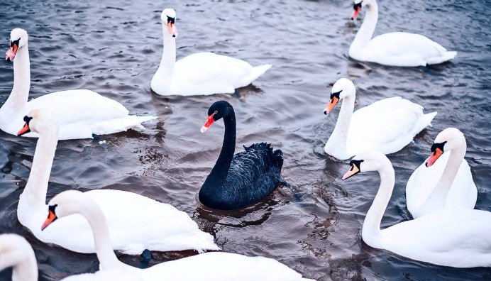 Мейссен Лебединый белый лебедь